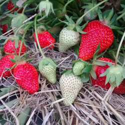 Fraises en libre cueillette