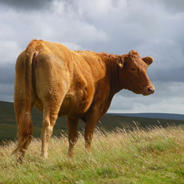 Vache de race Limousine