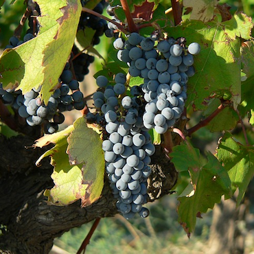 Esprits de Garrigue