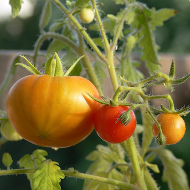 Le Panier Campagnard