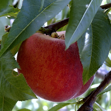 Les Producteurs Camarguais