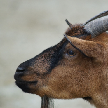 Aux Fermes des Rayols