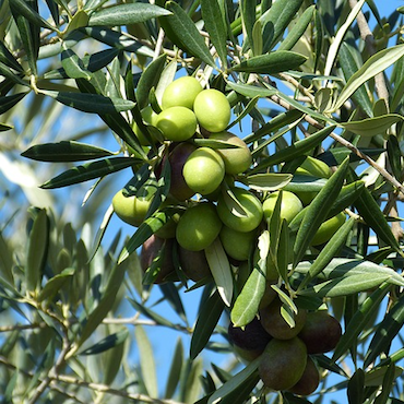 Marché Paysan de Tourrettes