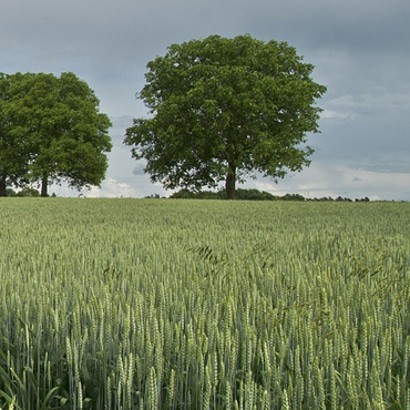 Un Déjeuner sur l’Herbe