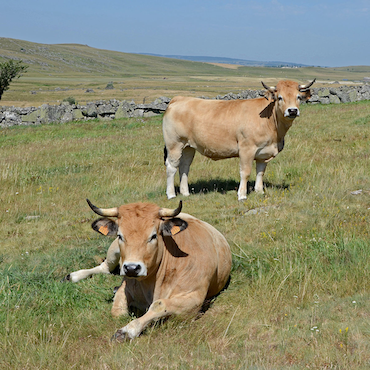 La Grange Aux Saveurs De Nos Fermes