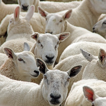 Les Fermiers du Haut Quercy