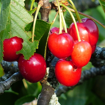 Le Luberon Paysan, La Tour d’Aigues