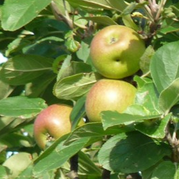 Au Pré des Fermes