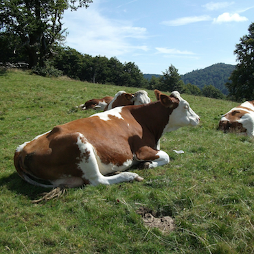 Monts Délices