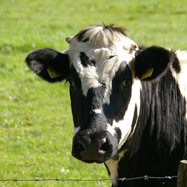 La Ferme Coutançaise