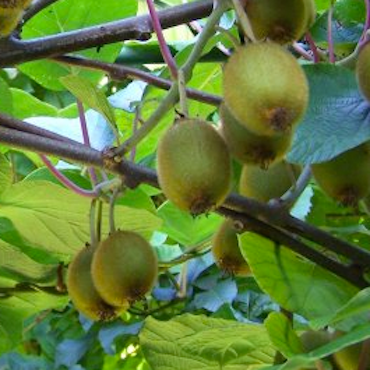 Le Goût des Saisons